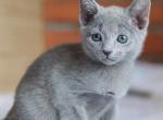 Naomi - Russian Blue Cat For Sale - Miami, FL, US