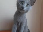 Wednesday - Russian Blue Cat For Sale - Miami, FL, US