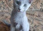 Walter - Russian Blue Kitten For Sale - Miami, FL, US