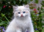 King Arthur - Ragdoll Cat For Sale - Norwalk, CT, US