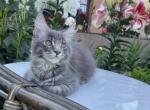 Teddy - Maine Coon Cat For Sale - Norwalk, CT, US