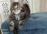 Sem - Maine Coon Cat For Sale - Norwalk, CT, US