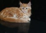 W Aleks - Maine Coon Cat For Sale - Norwalk, CT, US