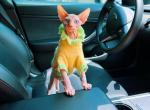 Fluffy - Sphynx Cat For Sale - Indianapolis, IN, US