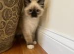 Ragdoll kitten male 1 - Ragdoll Kitten For Sale - Boston, MA, US