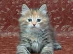 Legenda - Siberian Cat For Sale - Norwalk, CT, US