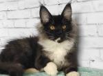 Una - Maine Coon Cat For Sale - Norwalk, CT, US