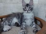 Faradei - Maine Coon Cat For Sale - Hollywood, FL, US