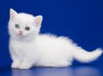 Frutt - Munchkin Cat For Sale - Hollywood, FL, US