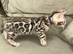 Villa - Bengal Cat For Sale - Boston, MA, US