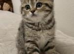 Sweetie - Scottish Fold Cat For Sale - Tukwila, WA, US