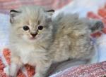 Seal lynx point mitted - Ragdoll Cat For Sale - Farmville, VA, US