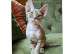 Tommy - Devon Rex Cat For Sale - Williamsburg, VA, US