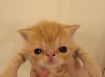 Persian - Persian Cat For Sale - Buford, GA, US