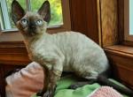 Kyra - Devon Rex Cat For Sale - Williamsburg, VA, US