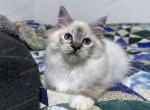 Gusty - Ragdoll Cat For Sale - Tuscaloosa, AL, US