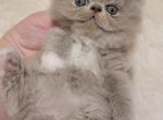 Pearls solid lilac girl - Exotic Cat For Sale - Conroe, TX, US