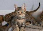 F4 Savannah Princess - Savannah Cat For Sale - Lakeland, FL, US