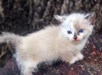 Smudge - Munchkin Kitten For Sale - Vicksburg, MS, US