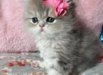 Ariel - Persian Cat For Sale - Fort Worth, TX, US