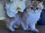 Lola British longhair - British Shorthair Cat For Sale - Monroe, WA, US