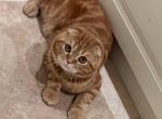 Cheeto - Scottish Fold Cat For Sale - 