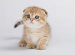 Duggi - Munchkin Cat For Sale - Hollywood, FL, US