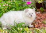 Lanas Litter - Exotic Cat For Sale - Tampa, FL, US