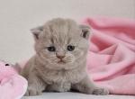 Figa - British Shorthair Cat For Sale - Miami, FL, US