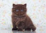 Riley - British Shorthair Cat For Sale - Miami, FL, US