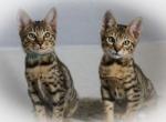 F4 Savannahs - Safari Kitten For Sale - Lakeland, FL, US