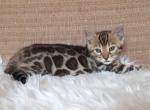 Gerda - Bengal Cat For Sale - Norwalk, CT, US