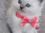 Beautiful Ragdoll - Ragdoll Kitten For Sale - Southwick, MA, US