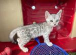 Ziggy - Bengal Cat For Sale - Wauseon, OH, US