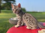 Guss - Bengal Cat For Sale - Wauseon, OH, US