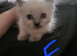 Siamese Ragdoll Female - Ragdoll Cat For Sale - Eau Claire, WI, US