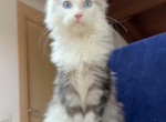 Bella's Litter - Maine Coon Cat For Sale - OH, US