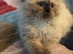 Cutie Chocolate Seal Point Torte Himalayan - Himalayan Kitten For Sale - Perry, FL, US