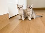 Litter m - British Shorthair Cat For Sale - Antelope, CA, US