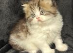 Tyson - Persian Cat For Sale - Callahan, FL, US