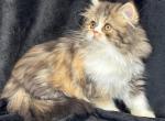 Allie - Persian Cat For Sale - Callahan, FL, US