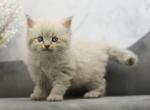 Cairo CFA certified - Siberian Cat For Sale - Ashburn, VA, US