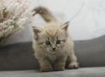 Coco CFA certified - Siberian Cat For Sale - Ashburn, VA, US