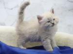 Dublin CFA certified - Siberian Cat For Sale - Ashburn, VA, US