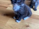 H3 - Maine Coon Cat For Sale - Buford, GA, US