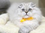 Kesha - Scottish Fold Cat For Sale - Vancouver, WA, US