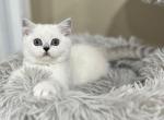 Lucky - Scottish Straight Cat For Sale - Vancouver, WA, US