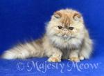 Cassandra - Persian Cat For Sale - Yucca Valley, CA, US