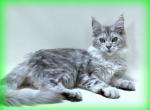 Cassie - Maine Coon Cat For Sale - New York, NY, US