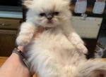 CFA Registered Blue Point Male Persian Kitten - Himalayan Kitten For Sale - Conyers, GA, US